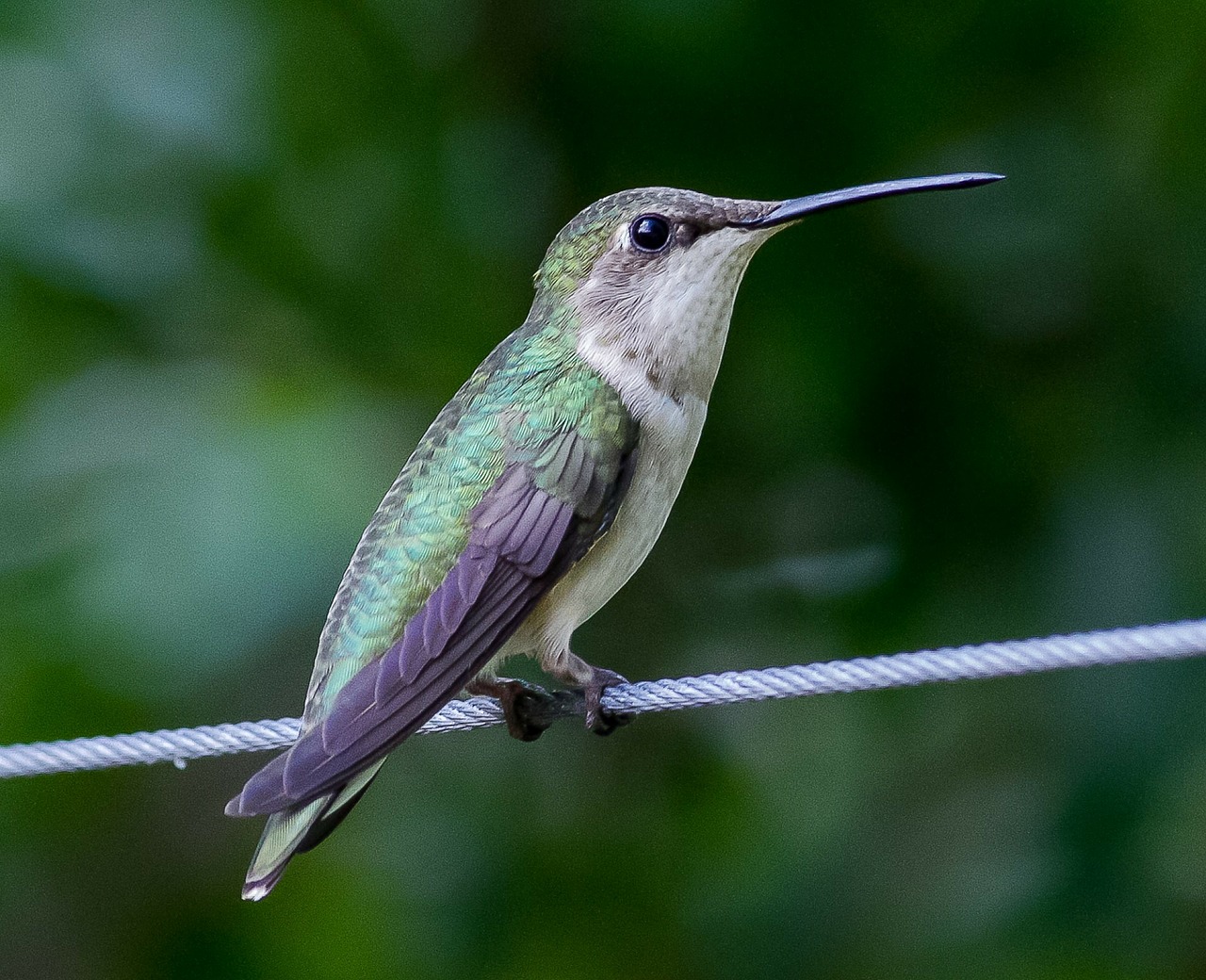hummingbird-164632_1280